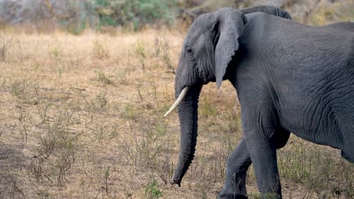 African elephant male bull observing the grasslands of Ngorongoro wildlife preserve in Tanzania, Han