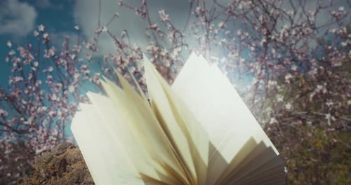 Holy open book in spring blooming garden. Reading education knowledge concept. White cherry flowers
