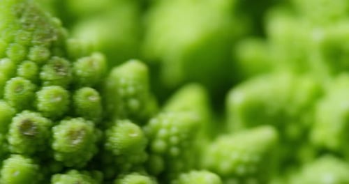Extreme macro of fresh cabbage Roman Italian, strange and precise concept of nature into geometric