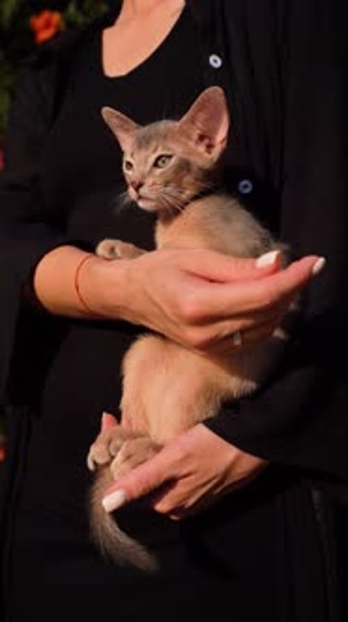 Closeup Portrait of Cute Domestic Abyssinian Cat in a Park