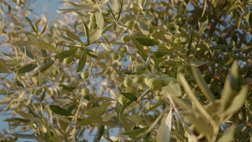 Olives on tree branch in orchard with clear blue sky in background.