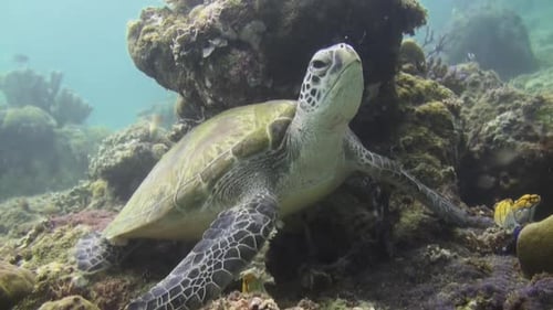 Hawksbill turtle resting under a small coral block. Turtle is almost completely exposed. Small yello