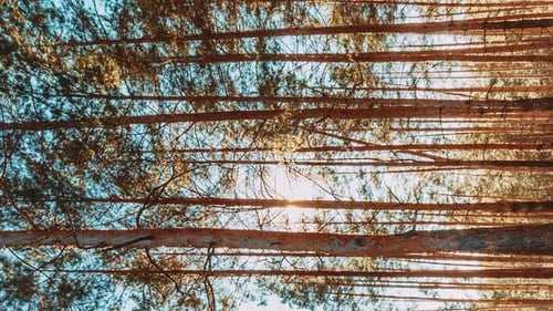 Beau coucher de soleil, soleil, soleil dans une forêt de conifères ensoleillée au début du printemps