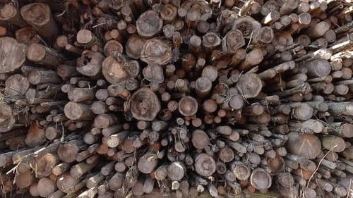 Pile of Wooden Logs Dolly In