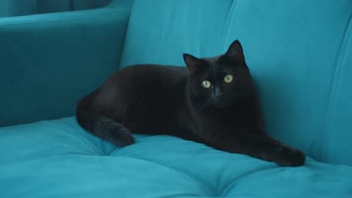 Black Cat Relaxing on a Blue Sofa