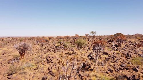 Zauberhafter Köcherbaumwald in Namibia: 4K-Drohnenaufnahmen des seltenen Aloidendron Dichotomum, So