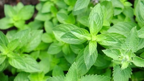 Lemon Balm and Mint Growing Abundant in a Garden Bed