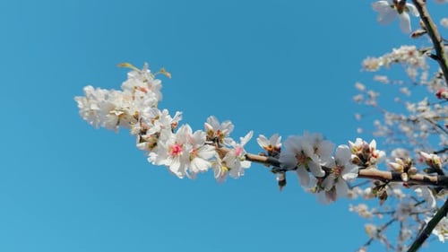 Tree Branch Full of White Flowers