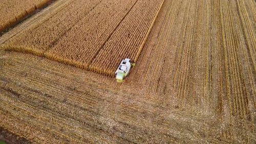 Agricultural Machinery to Harvest Corn Field Working Combine Harvester Harvesting Golden Ripe Maize