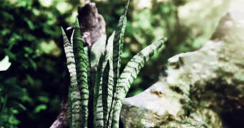 Plante serpent verte poussant parmi les rochers dans un cadre forestier luxuriant