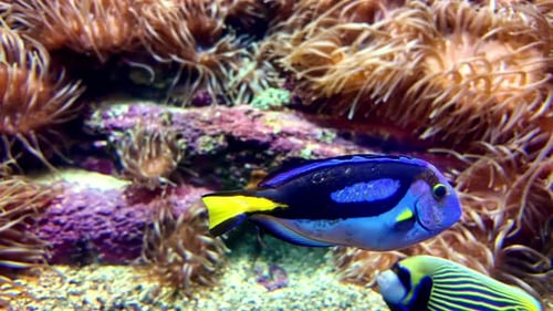 Blue tang fish swims among corals in a vibrant underwater scene