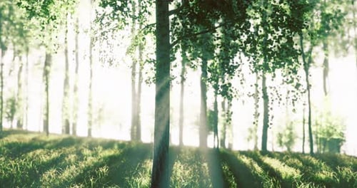 Bright Sunlight Filtering Through Tall Trees in a Tranquil Forest Setting