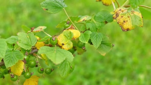 Taches foliaires de groseilles et de groseilles à maquereau, frisures, feuilles malades, gros plan, petites, jaune foncé