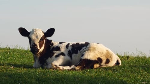 Baby cow-calf peacefully rests on a lush green hill, leisurely munching on fresh grass, surrounded b