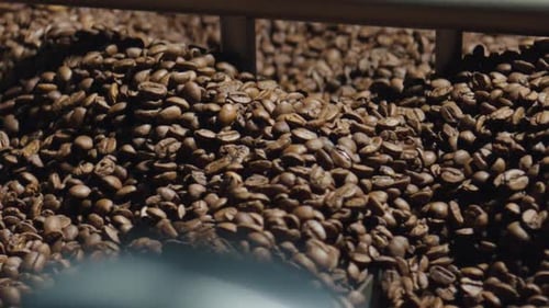 Roasting Brown Coffee Beans in Factory Machine