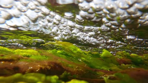 Teppich aus smaragdgrünem Meersalat und roten filamentösen Meeresalgen, die sich unter der Kraft der Flut verbiegen
