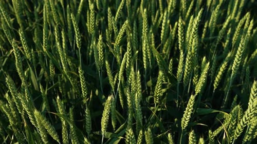 Green Wheat Field Ukrainian Bread Grain Agricultural Fertility Crops