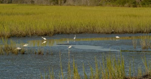 Birds in South Carolina Wetlands, Marsh,