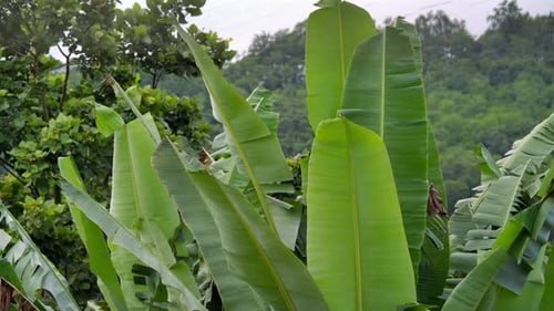Wind Blowing On Banana Trees Green Leaves. - wide static shot
