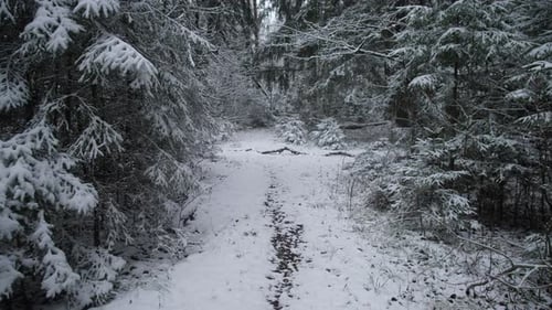 Winter Forest Scene Frozen Woodland with Icy Branches Snowcovered Trees Over Rough Forest Trail
