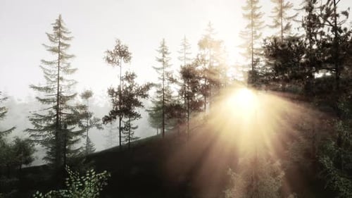 Sunlight Streaming Through Trees in a Forest
