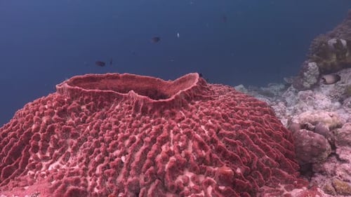 Big flat barrel sponge close up on coral reef