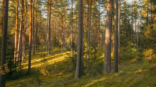 Time Lapse Autumn Forest At Sunset Timelapse Beautiful Sun Sunshine In Sunny Autumn Coniferous Woods