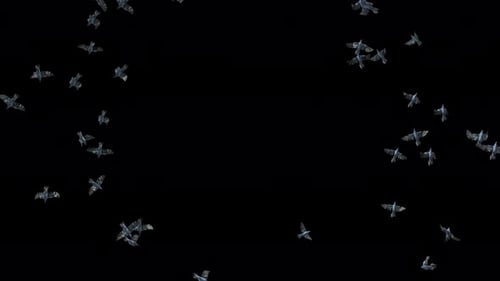 22 fliegende Krähenfledermaus 4K