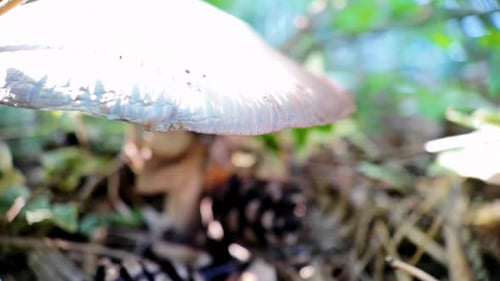 Agaricus mushroom with a white cap in a coniferous forest