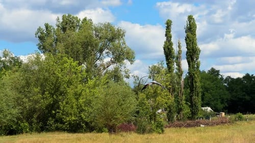 Wilder großer langhalsiger Weißstorch, der über sonnenverbrannte gelbgrüne Felder schwebt, weit weg im grauen C
