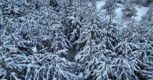 Aerial View of the Beautiful Tops of Snowcovered Pine Trees