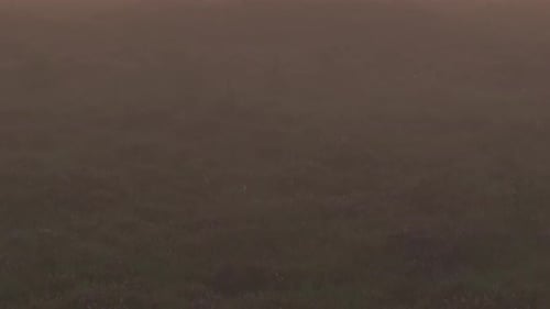 Aerial view of foggy sunrise over heather and trees, Netherlands.