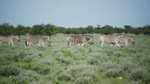 Dazzle of Plains Zebras Walking and Grazing in Lush Green African Savanna During Migration in Etosha