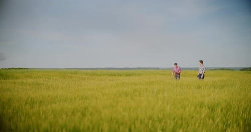 Farmer Examining Crops In Agriculture Field Wheat Before Harvesting