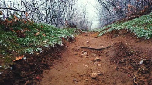 A serene snow-covered forest path, lined with frosted trees and shrouded in soft mist