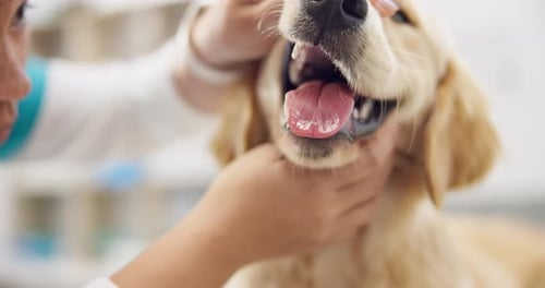 Veterinarian Examining Golden Dog's Teeth in Clinic