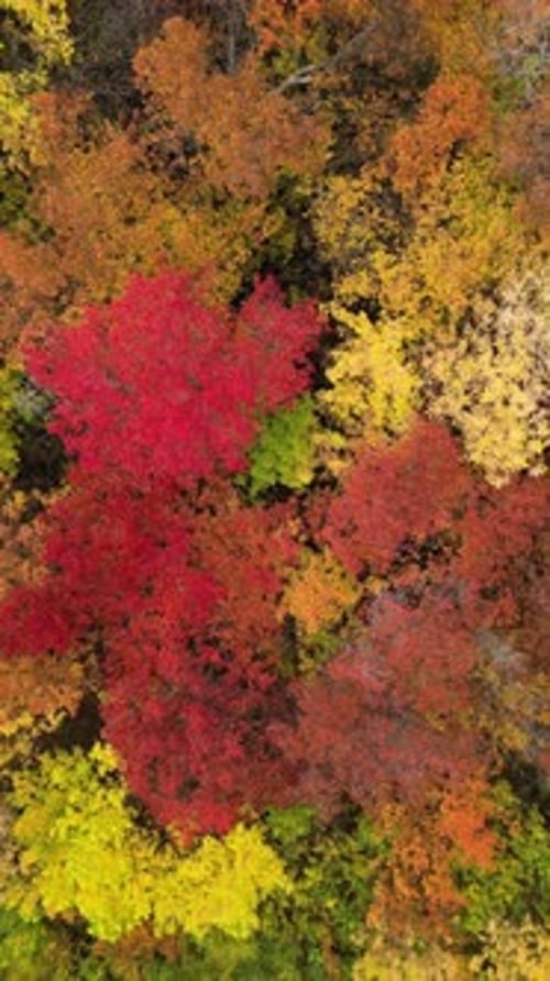 Aerial View of Beautiful Autumn Forest Canopy