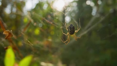 Small Spider Hangs on Web at Light Wind in Park Slow Motion