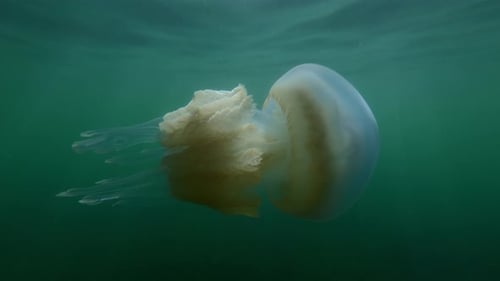 Jellyfish swimming close to water surface on under bright sunrays