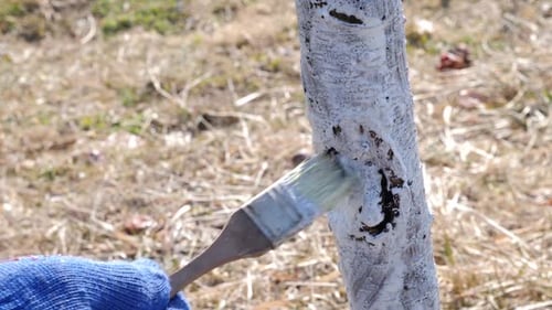 37 Spring whitewashing of fruit trees. Protect trees from pests and sunburn. Spring work in the gard