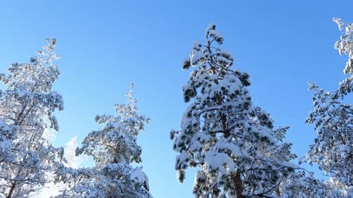 Snowy Trees in a Winter Forest Landscape
