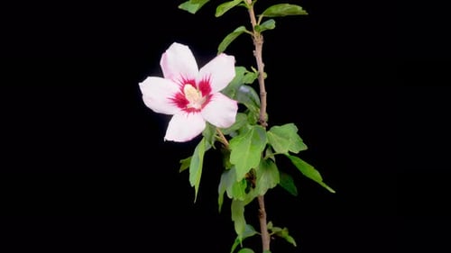 Blooming Pink Flower Blossom Time Lapse on Black Background
