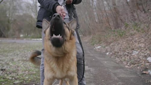 Angry leashed german shepherd dog barking