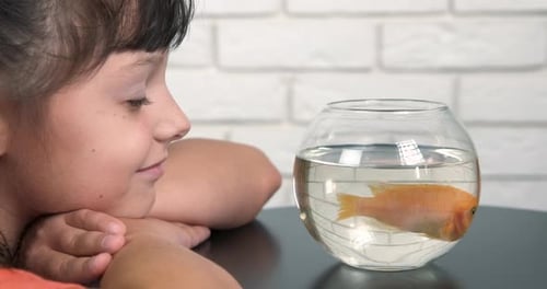 Alone Fish in Aquarium