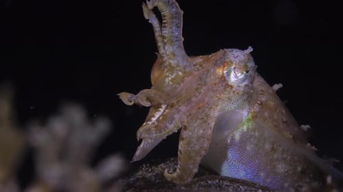 Cuttlefish during the night. Closeup view