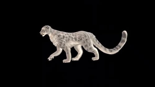 Leopard Walk 2