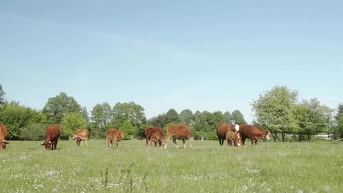 Pastan un rebaño de vacas domésticas de la raza limusina de carne con terneros jóvenes.