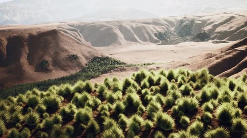Bush in Semi Desert Large Wasteland