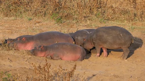 Hippopotamus Resting On Land, Kruger National Park