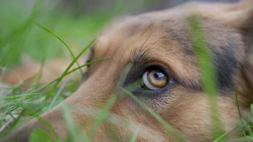 Dog Resting Peacefully in Green Grass Close Up